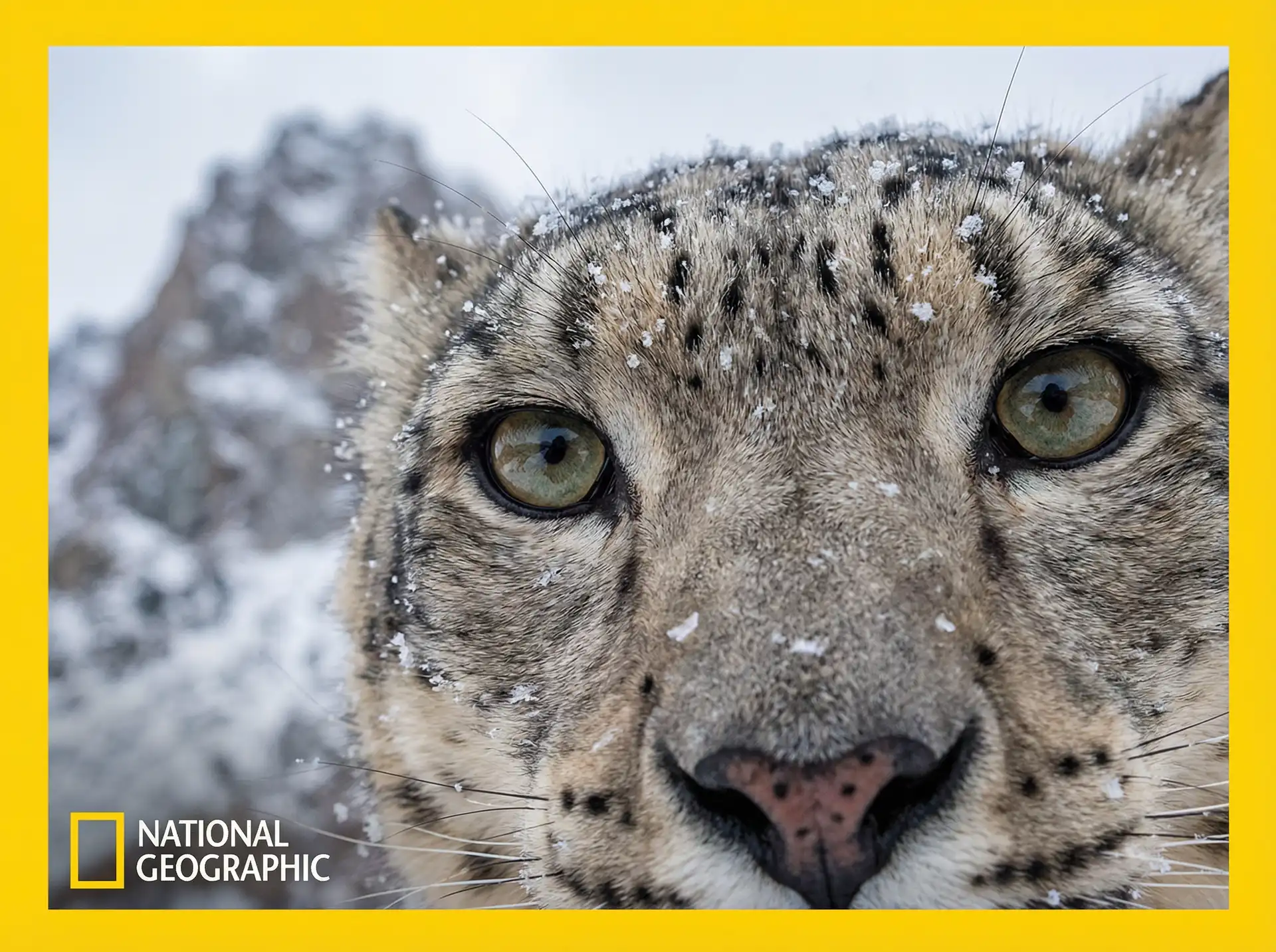 雪山幽灵 - 猎奇纪录片 探花网